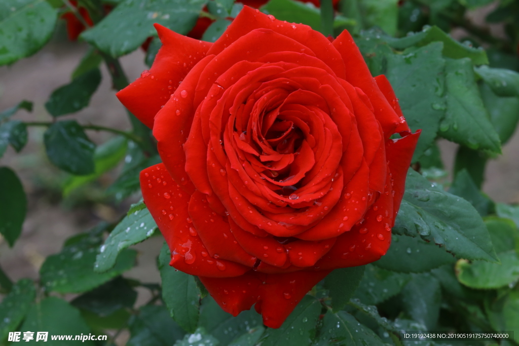 雨露月季花