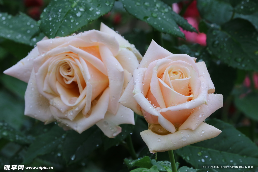 雨露月季花