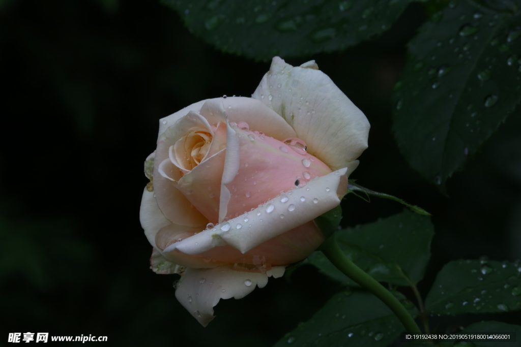 月季花