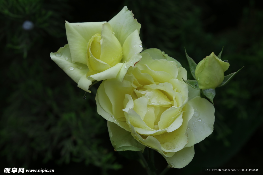 雨露月季花