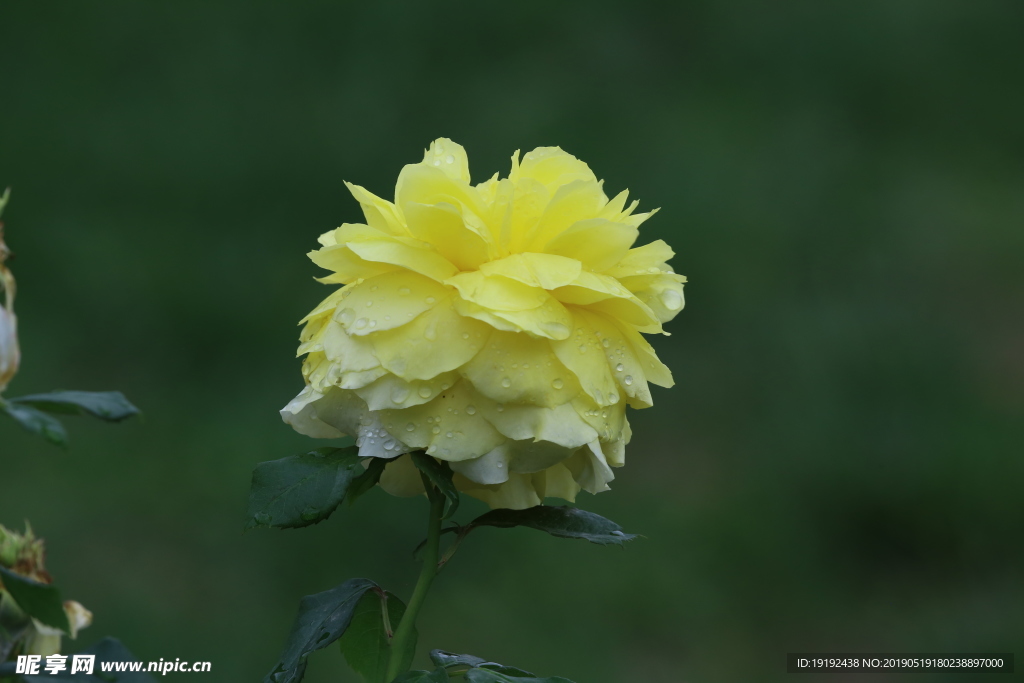 雨露月季花