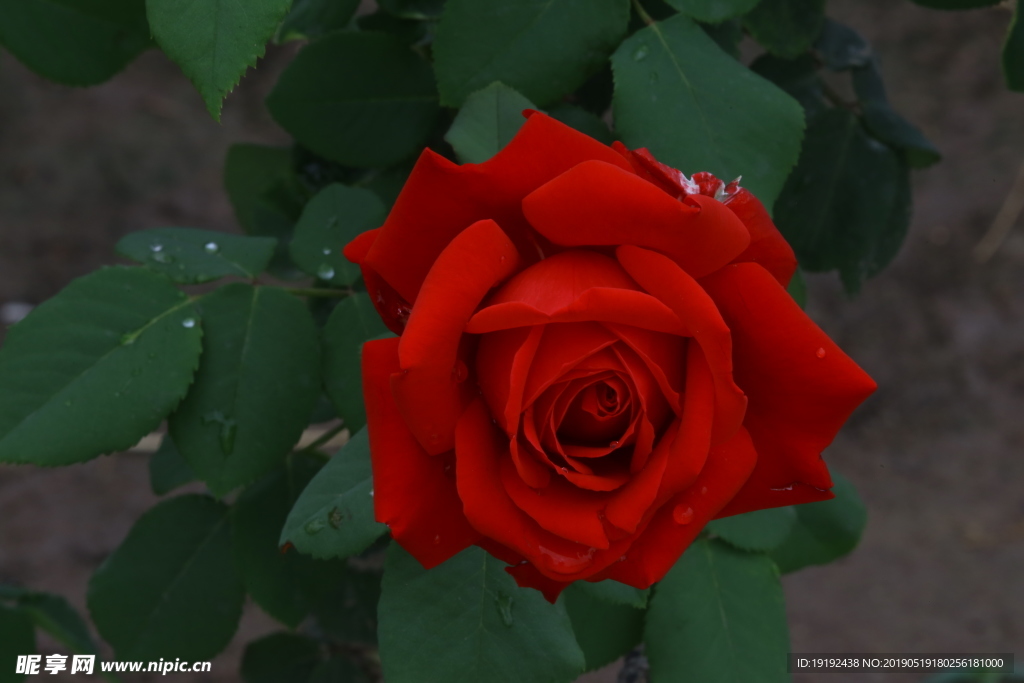 月季花