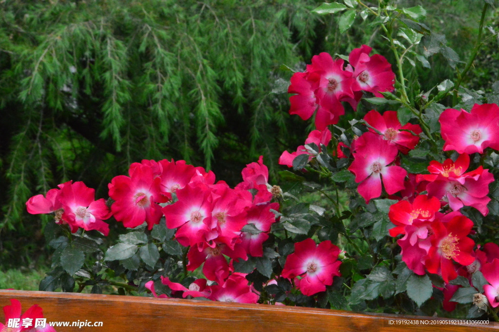 月季花