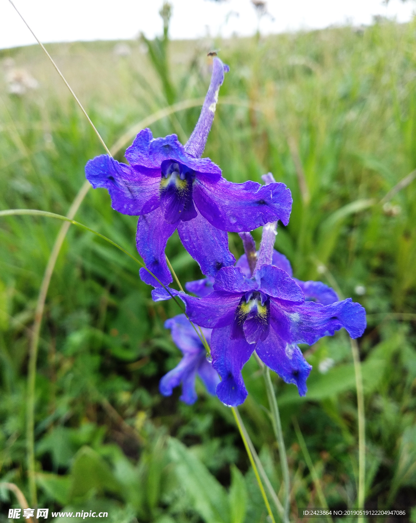 高原野花