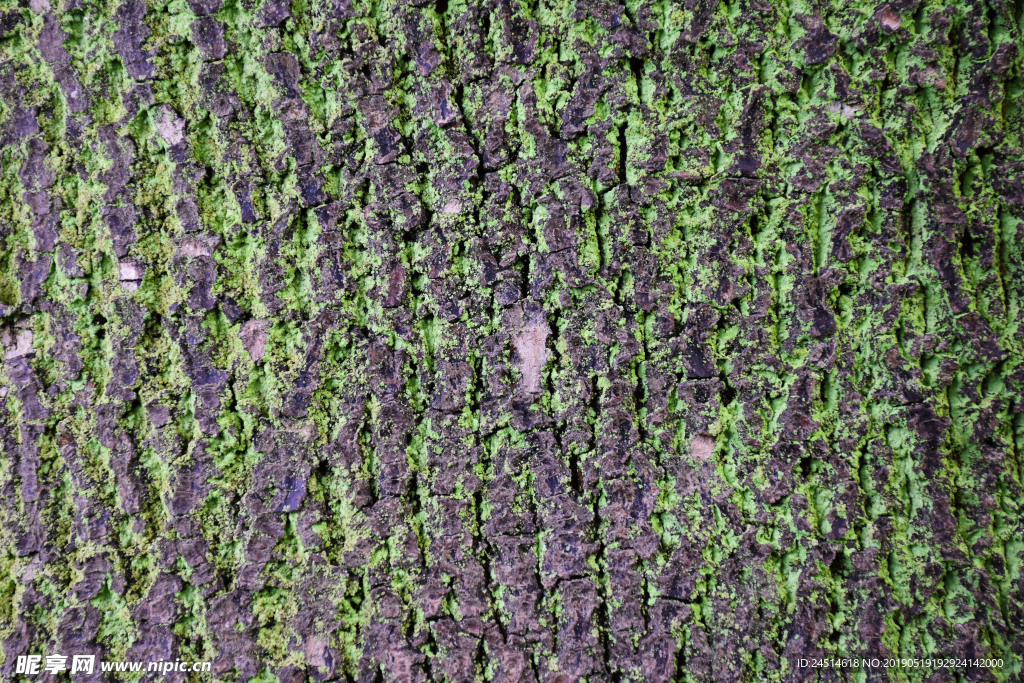 斑驳的树皮