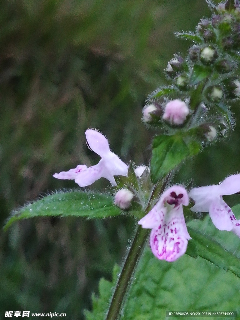 雨中花