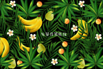 夏天热带植物水果香蕉树叶芭蕉叶