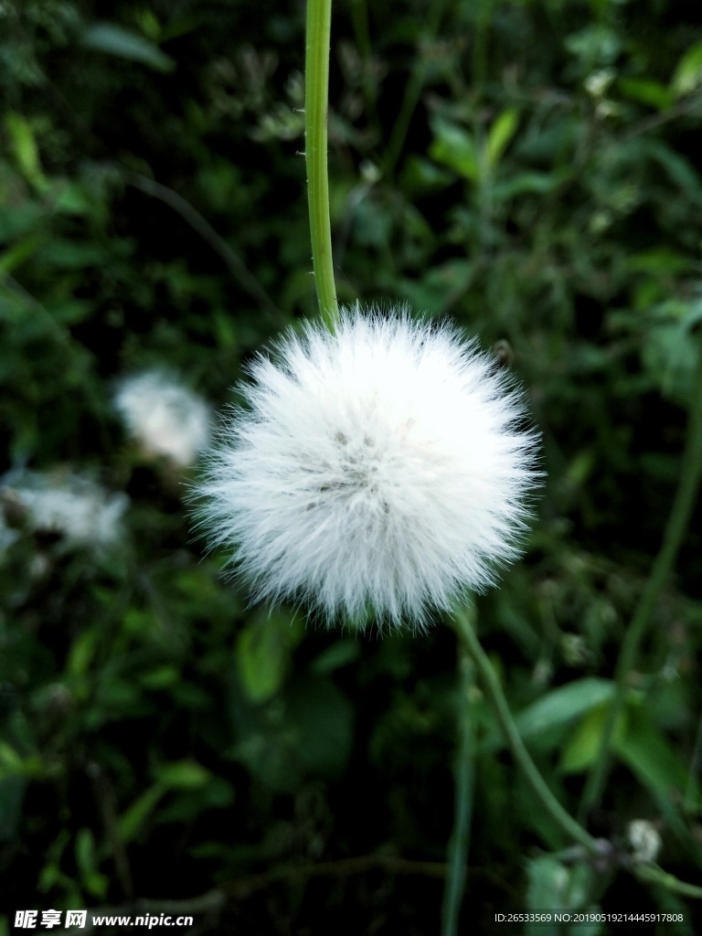 花 蒲公英 春天 自然 背景