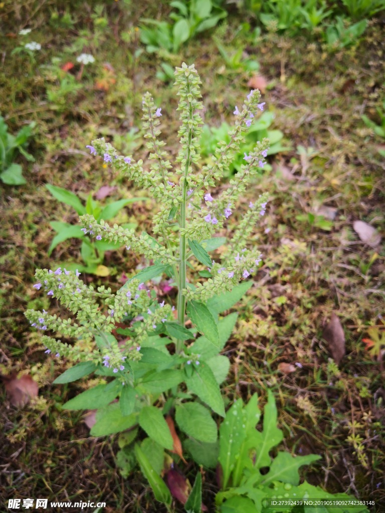 荔枝草