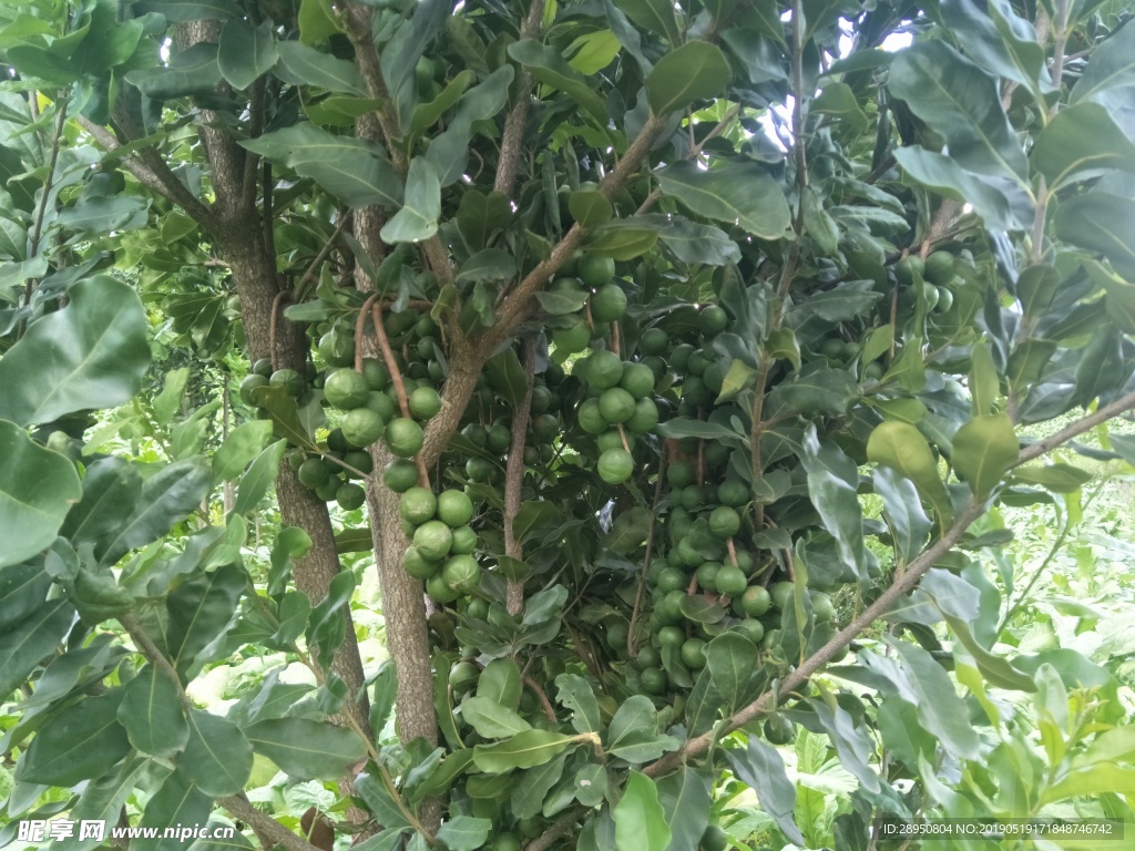 坚果 澳洲坚果  水果
