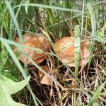 野生棕色蘑菇