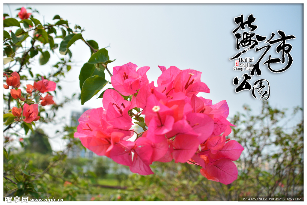 北海市花公园