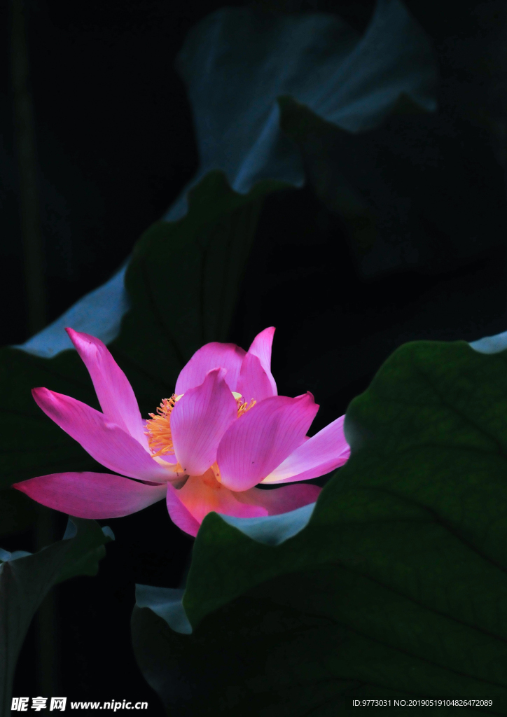 绿色植物
