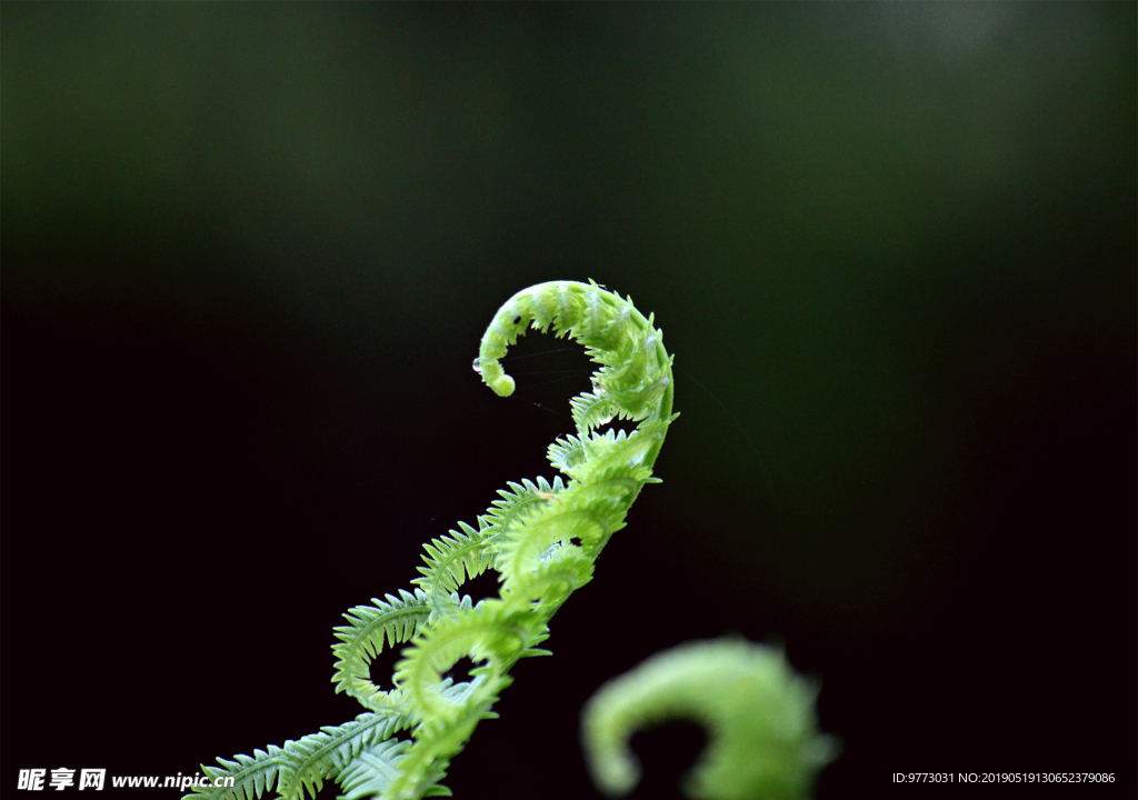 绿色植物