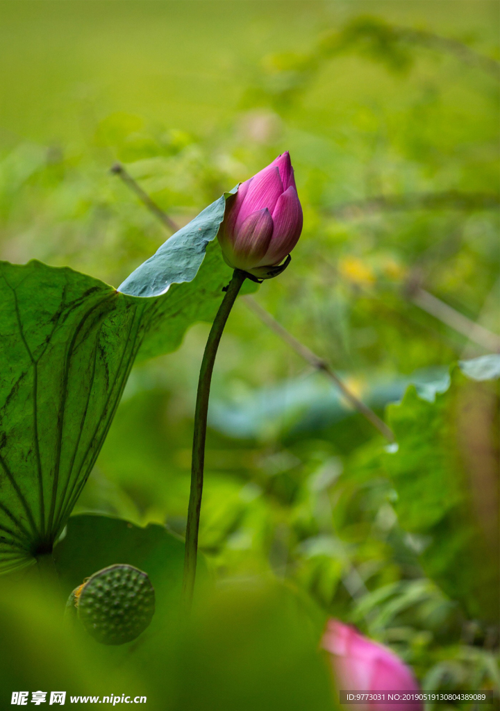 绿色植物