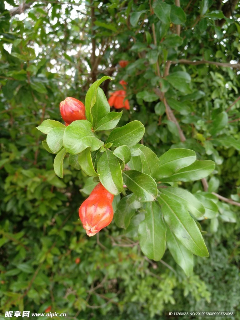 石榴花
