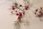 澳洲腊梅