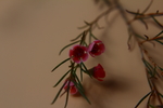 杰拉尔顿腊花
