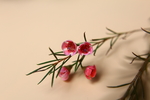 蜡花