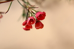 蜡花
