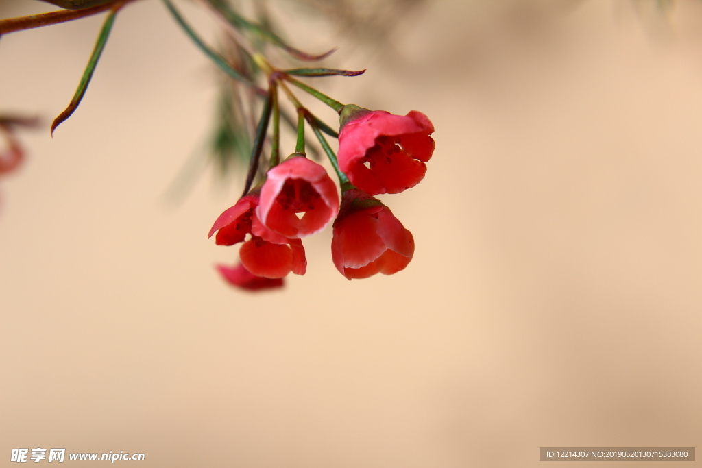 蜡花