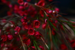 澳洲腊梅