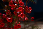 杰拉尔顿腊花