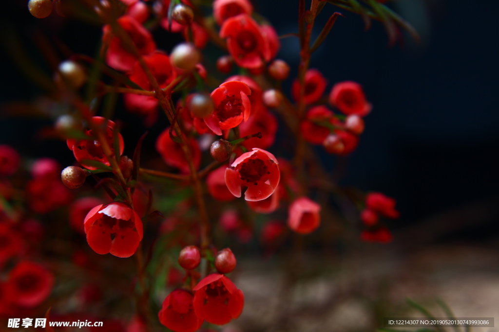 杰拉尔顿腊花