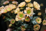 小雏菊