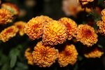 小雏菊