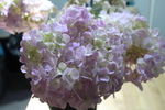 粉色绣球花