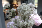 小米花