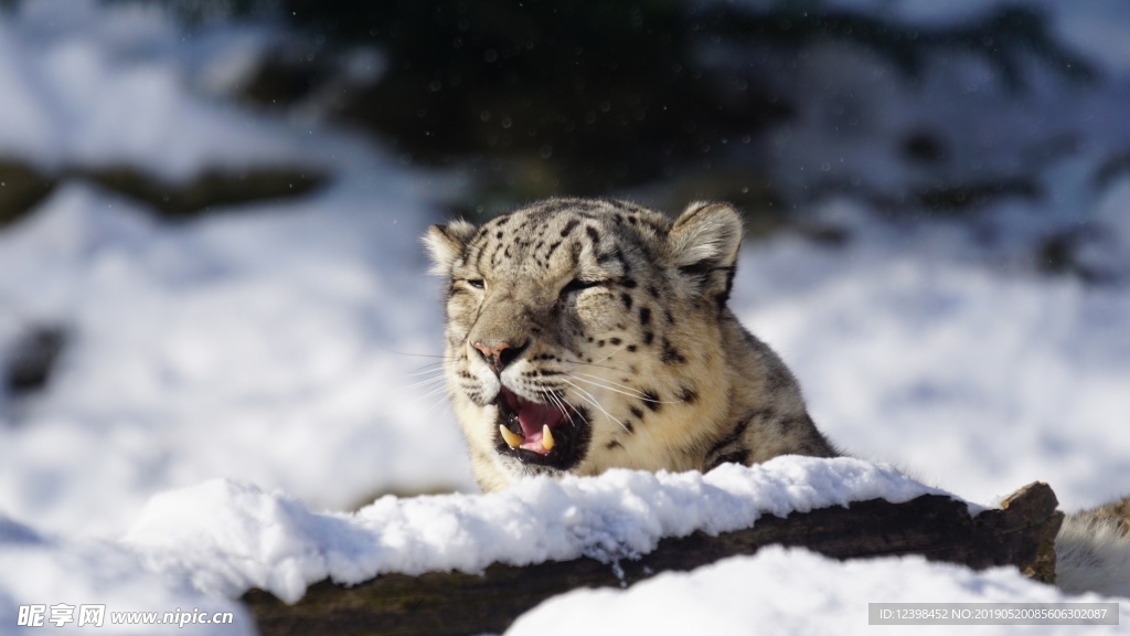 雪豹