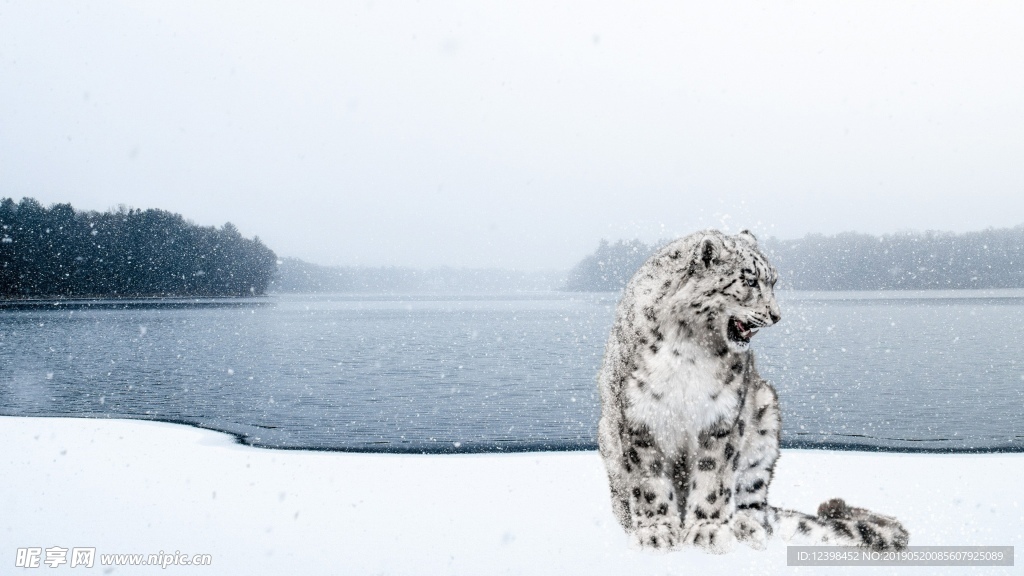 雪豹