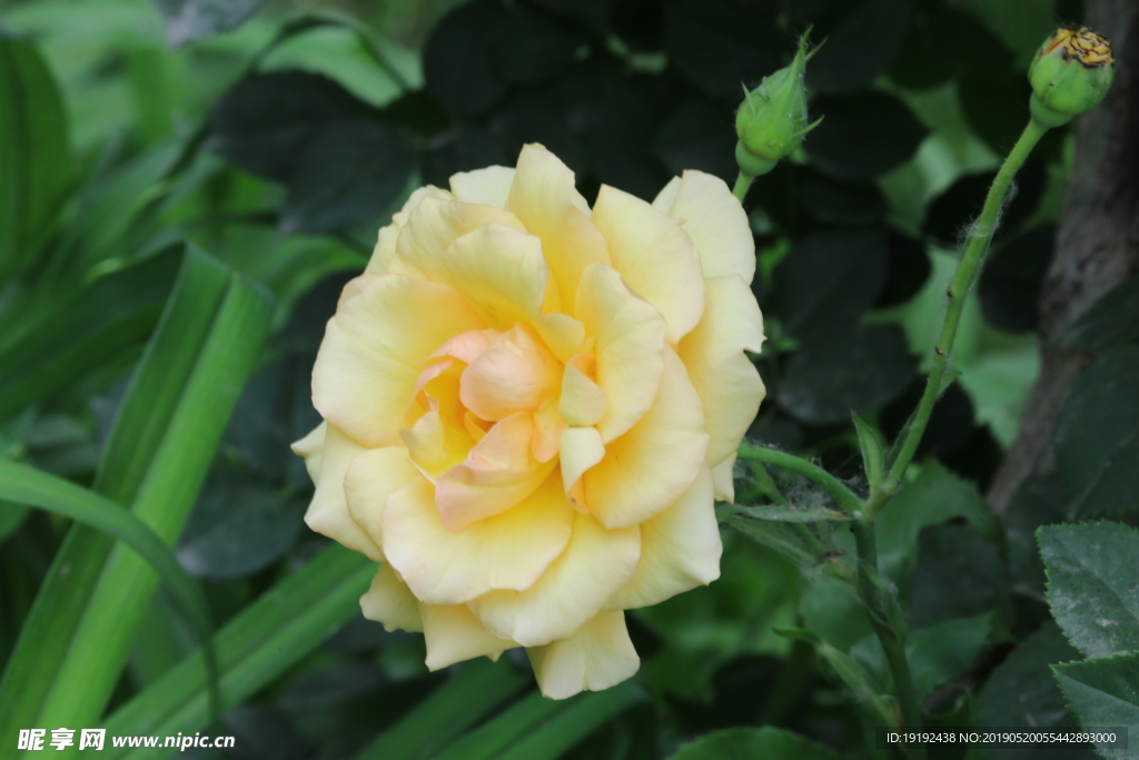 月季花