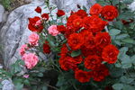 月季花