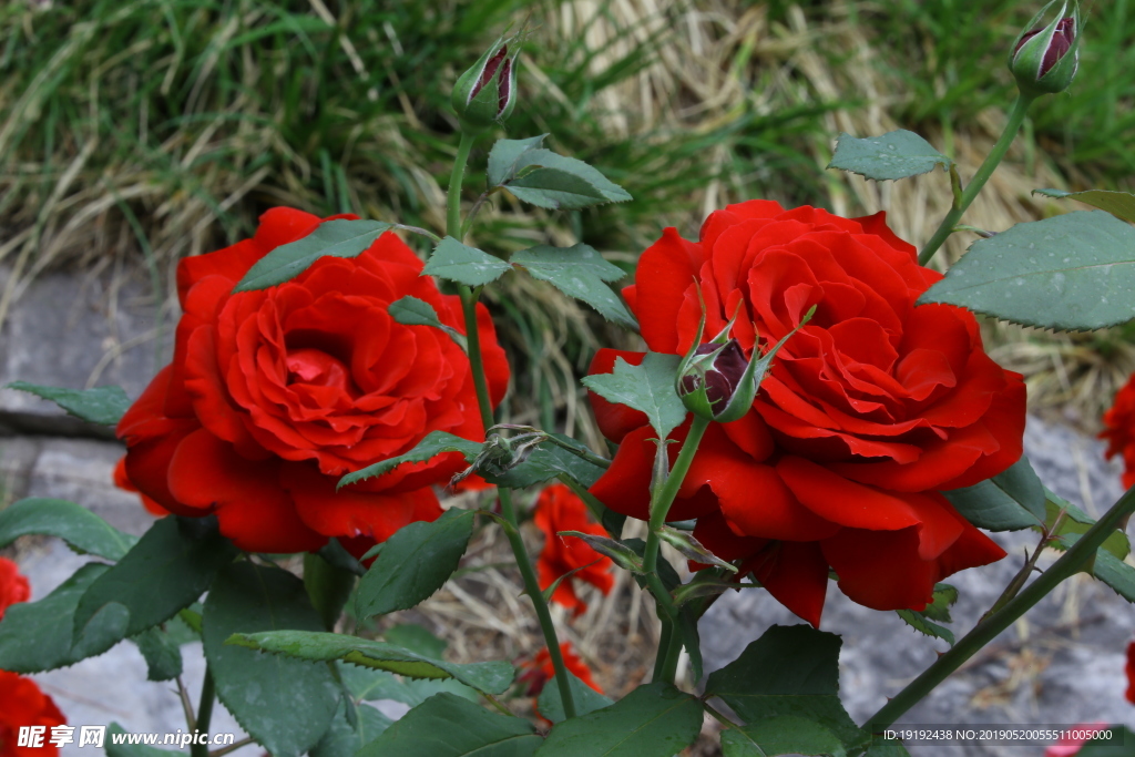 月季花