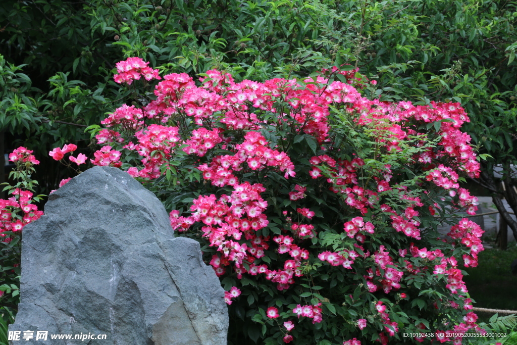 月季花