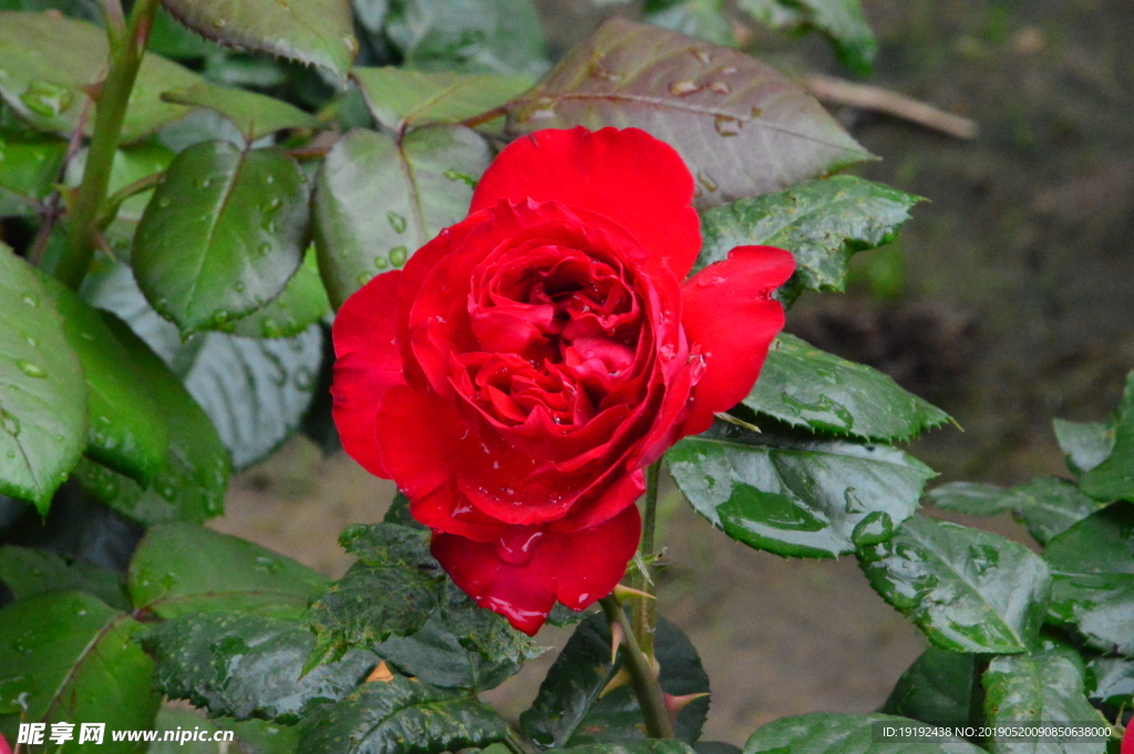 月季花