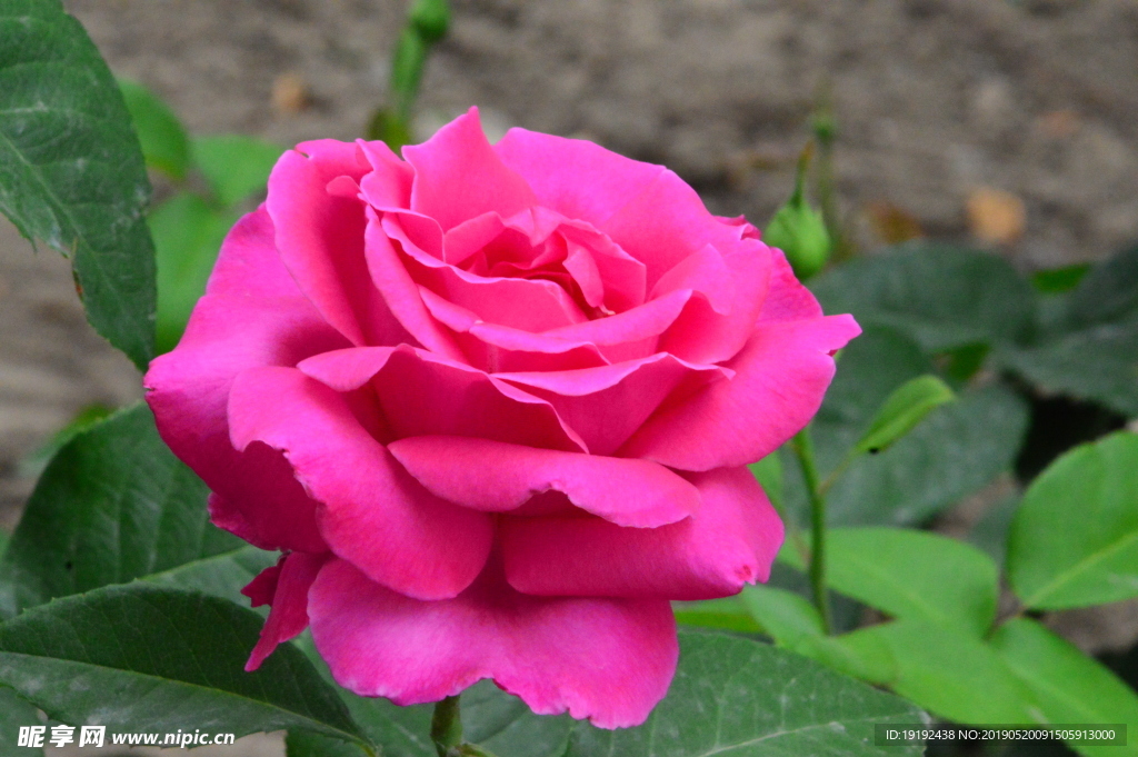 月季花