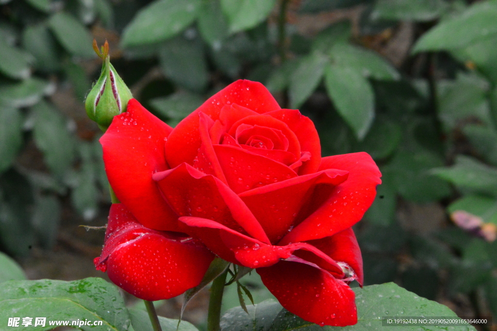 月季花