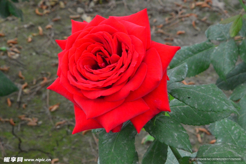 月季花