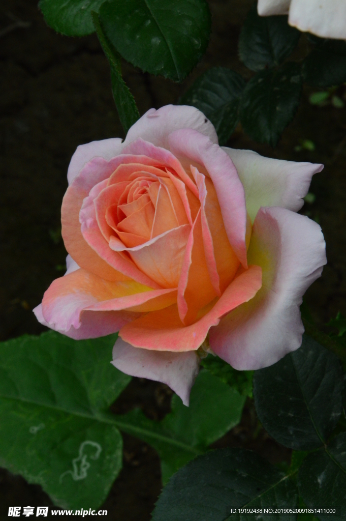 月季花
