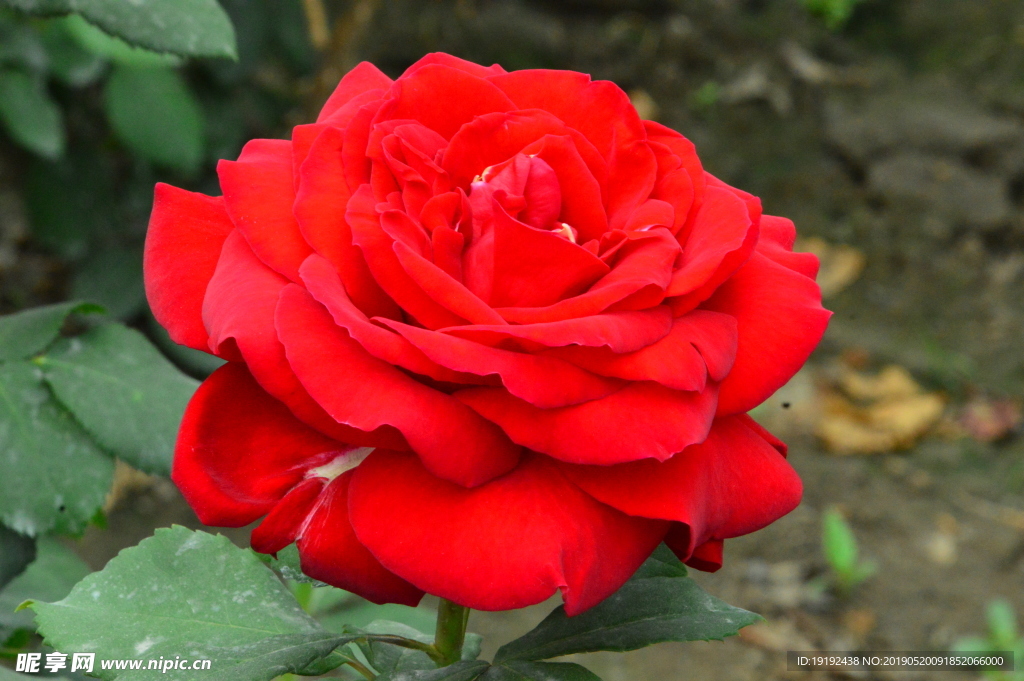 月季花