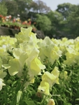 金鱼草