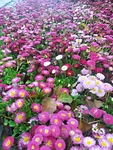 雏菊