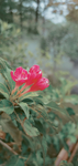 锦带花