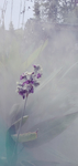 再力花