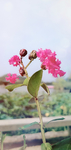 紫薇花