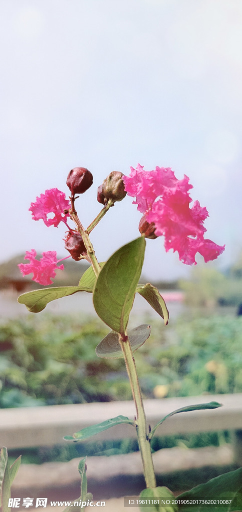 紫薇花